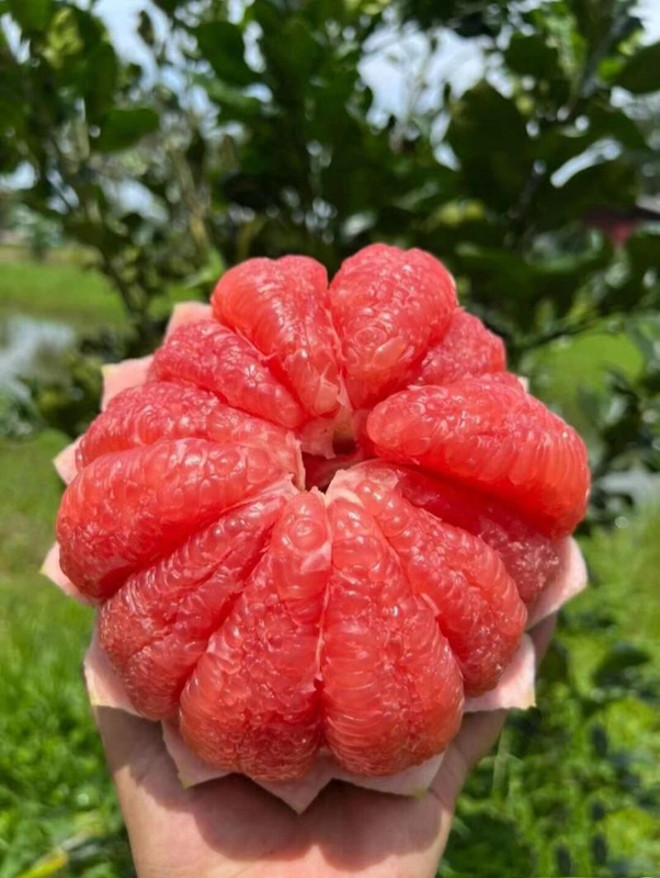 红宝石柚