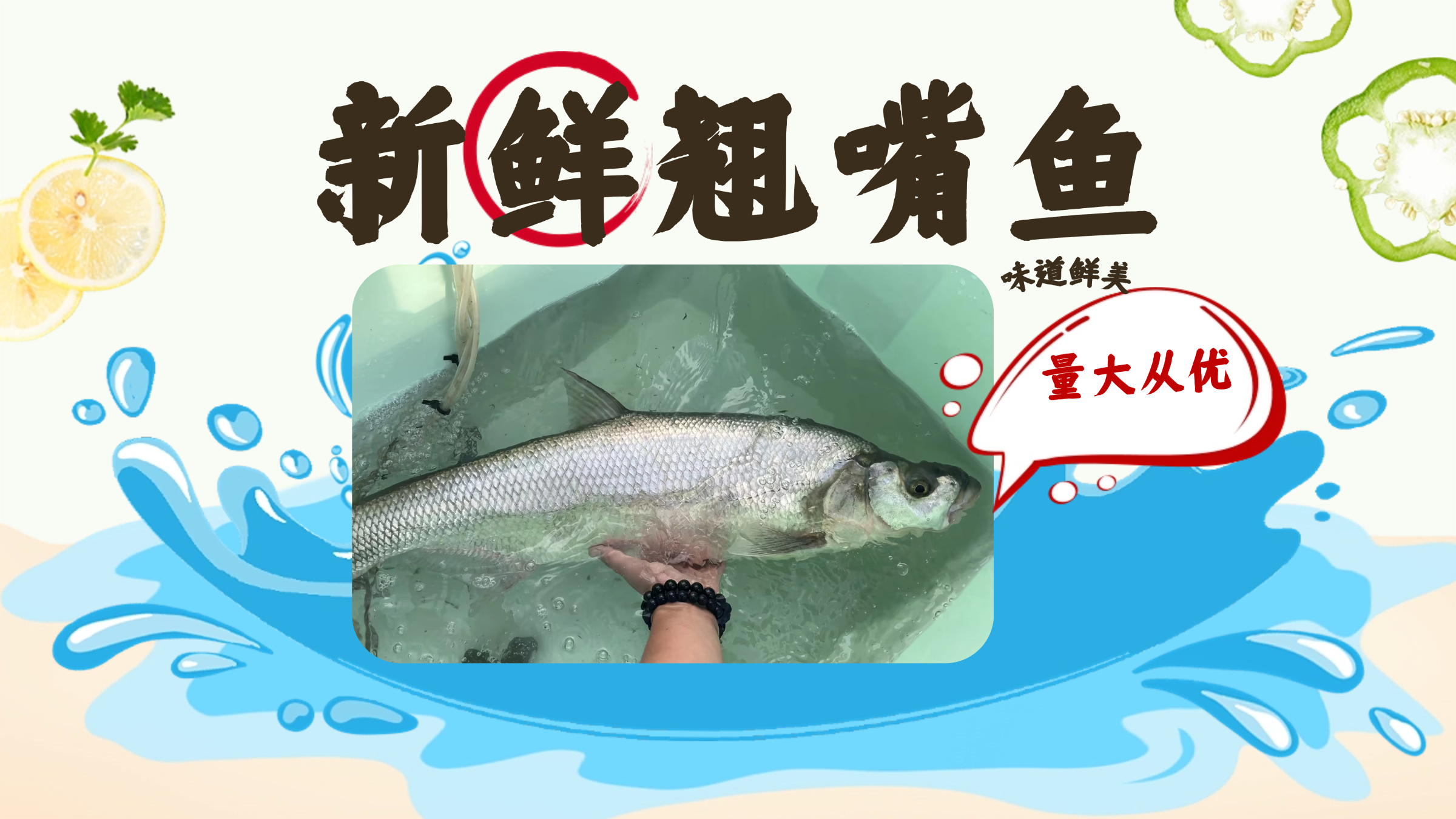 勐邦翘嘴鱼