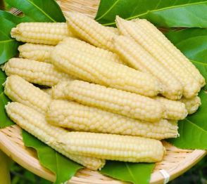 拇指小玉米2000g