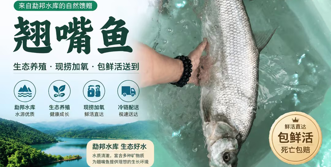 勐邦翘嘴鱼