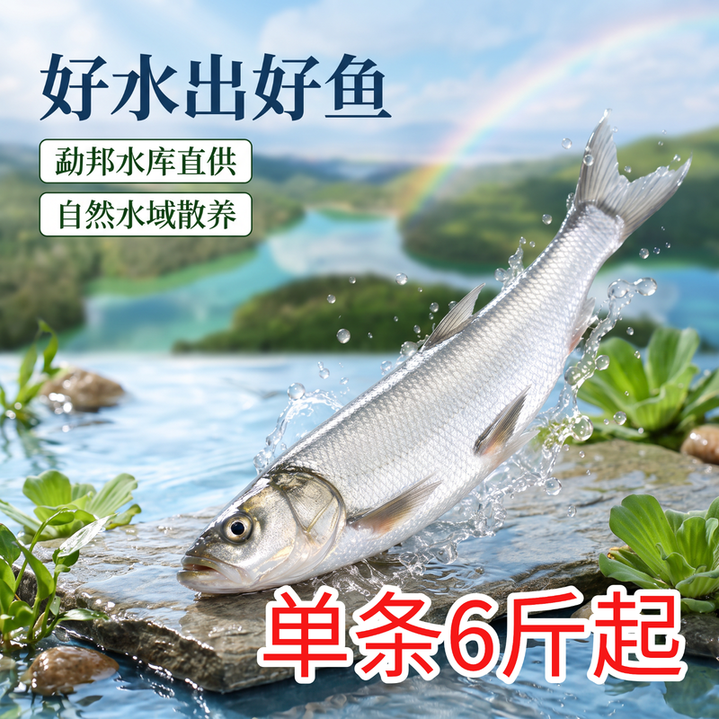 翘嘴鱼