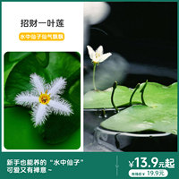 招财一叶莲