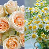 特惠超值鲜花组合（玫瑰+洋甘菊）
