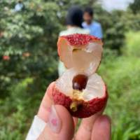 荔枝大王-高州库区老树白糖罂48-72小时发货