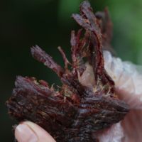 炫到天荒地老的小锤干巴 48~72小时发